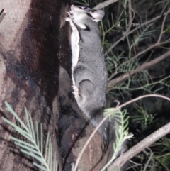 Petaurus norfolcensis (Squirrel Glider) at Wodonga Regional Park - 13 Apr 2021 by WingsToWander