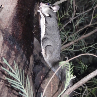 Petaurus norfolcensis (Squirrel Glider) at Wodonga - 13 Apr 2021 by WingsToWander