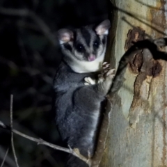 Petaurus norfolcensis (Squirrel Glider) at Wodonga Regional Park - 13 Apr 2021 by WingsToWander