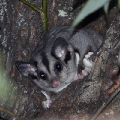 Petaurus norfolcensis (Squirrel Glider) at Wodonga Regional Park - 13 Apr 2021 by WingsToWander