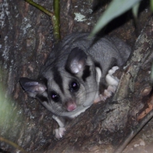 Petaurus norfolcensis at Bandiana, VIC - 14 Apr 2021