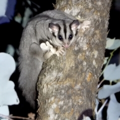 Petaurus norfolcensis (Squirrel Glider) at Tynans Travelling Stock Reserve - 15 Apr 2021 by WingsToWander