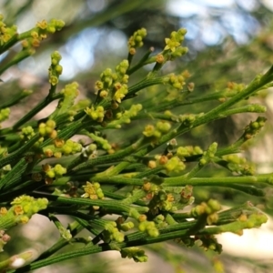 Exocarpos cupressiformis at Cook, ACT - 27 Apr 2021