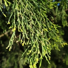 Exocarpos cupressiformis at Cook, ACT - 27 Apr 2021 10:54 AM