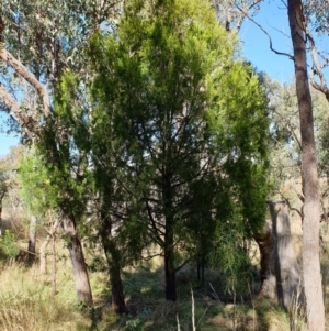 Exocarpos cupressiformis at Cook, ACT - 27 Apr 2021