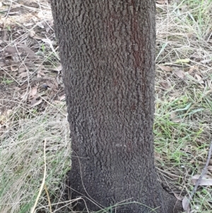 Exocarpos cupressiformis at Cook, ACT - 27 Apr 2021