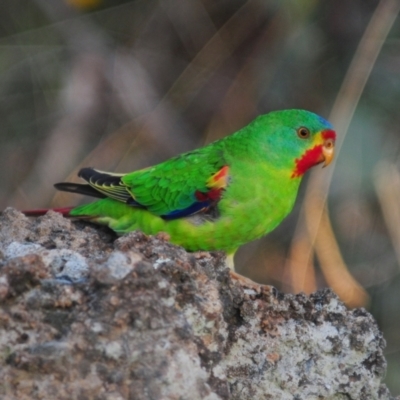 Lathamus discolor (Swift Parrot) at Symonston, ACT - 28 Apr 2021 by Harrisi