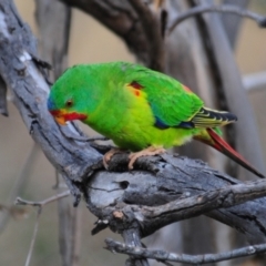 Lathamus discolor at Symonston, ACT - 28 Apr 2021