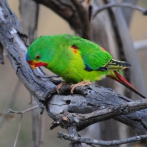 Lathamus discolor at Symonston, ACT - suppressed