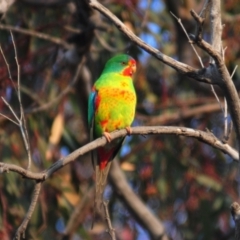 Lathamus discolor at Symonston, ACT - 28 Apr 2021