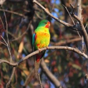 Lathamus discolor at Symonston, ACT - suppressed