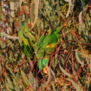 Lathamus discolor at Symonston, ACT - suppressed