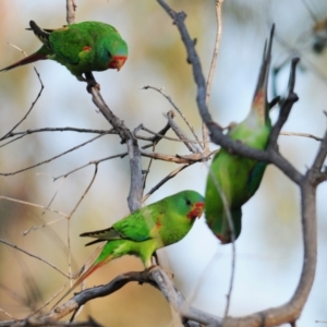 Lathamus discolor at Symonston, ACT - 28 Apr 2021