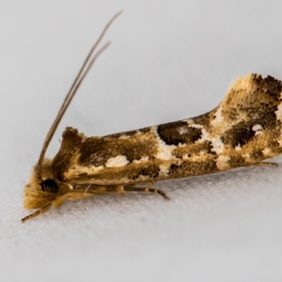 Moerarchis inconcisella (A tineid moth) at Melba, ACT - 9 Jan 2021 by Bron