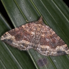 Epyaxa subidaria (Subidaria Moth) at Melba, ACT - 10 Jan 2021 by Bron