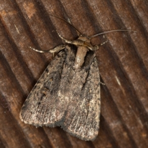 Proteuxoa provisional species 2 at Melba, ACT - 10 Jan 2021 12:36 AM