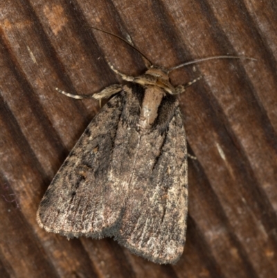 Proteuxoa provisional species 2 (A Noctuid moth) at Melba, ACT - 10 Jan 2021 by Bron