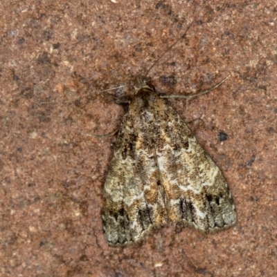 Arrade destituta (Hypeninae) at Melba, ACT - 10 Jan 2021 by Bron