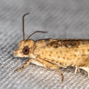 Crocidosema plebejana at Melba, ACT - 10 Jan 2021 11:31 PM