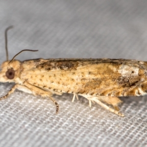 Crocidosema plebejana at Melba, ACT - 10 Jan 2021 11:31 PM