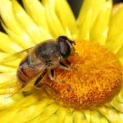 Eristalis tenax (Drone fly) at Acton, ACT - 23 Apr 2021 by TimL