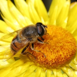 Eristalis tenax at Acton, ACT - 23 Apr 2021 12:38 PM