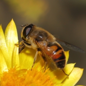 Eristalis tenax at Acton, ACT - 23 Apr 2021 12:38 PM