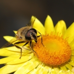 Eristalis tenax at Acton, ACT - 23 Apr 2021 12:38 PM