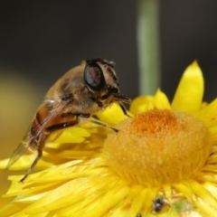 Eristalis tenax at Acton, ACT - 23 Apr 2021