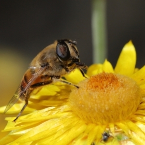 Eristalis tenax at Acton, ACT - 23 Apr 2021 12:38 PM