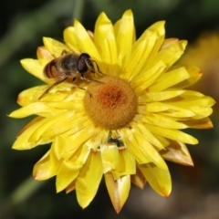 Eristalis tenax at Acton, ACT - 23 Apr 2021 12:38 PM