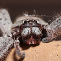 Isopeda (genus) (Huntsman Spider) at Evatt, ACT - 26 Apr 2021 by TimL