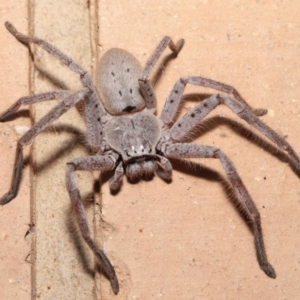 Isopeda sp. (genus) at Evatt, ACT - 26 Apr 2021 02:42 PM