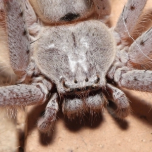 Isopeda sp. (genus) at Evatt, ACT - 26 Apr 2021