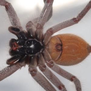 Isopeda sp. (genus) at Evatt, ACT - 26 Apr 2021