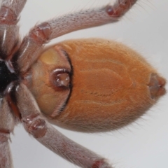 Isopeda sp. (genus) at Evatt, ACT - 26 Apr 2021