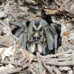 Tasmanicosa godeffroyi (Garden Wolf Spider) at Downer, ACT - 8 Jan 2021 by TimL