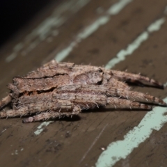 Socca pustulosa at Acton, ACT - 16 Apr 2021