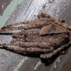 Socca pustulosa at Acton, ACT - 16 Apr 2021