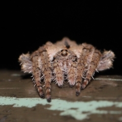 Socca pustulosa at Acton, ACT - 16 Apr 2021