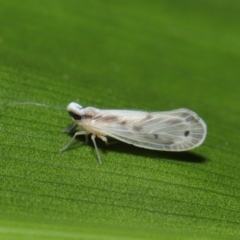 Kuranda notata (Derbid planthopper) at Acton, ACT - 23 Apr 2021 by TimL