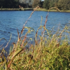 Persicaria hydropiper (Water Pepper) at Isabella Pond - 4 Mar 2021 by michaelb