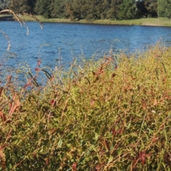 Persicaria hydropiper at Monash, ACT - 4 Mar 2021