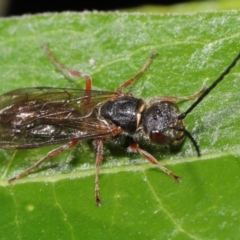 Eirone sp. (genus) (A flower wasp) at ANBG - 25 Apr 2021 by TimL