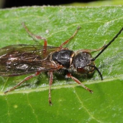 Eirone sp. (genus) (A flower wasp) at ANBG - 25 Apr 2021 by TimL