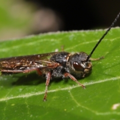 Eirone sp. (genus) at Downer, ACT - 25 Apr 2021