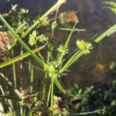 Cyperus eragrostis (Umbrella Sedge) at Tuggeranong Creek to Monash Grassland - 4 Mar 2021 by michaelb