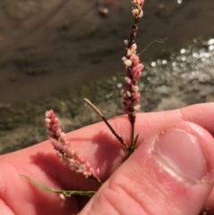 Persicaria decipiens (Slender Knotweed) at Phillip, ACT - 12 Apr 2021 by Tapirlord