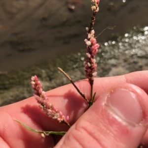 Persicaria decipiens at Phillip, ACT - 12 Apr 2021 03:34 PM