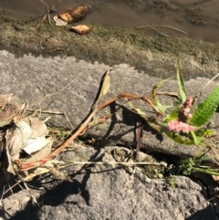 Persicaria decipiens at Phillip, ACT - 12 Apr 2021 03:34 PM